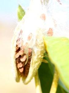 Showy milkweed at Seedskadee National Wildlife Refuge (51483104332)