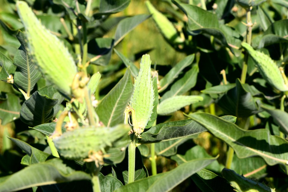 Showy milkweed at Seedskadee National Wildlife Refuge (51483961431)
