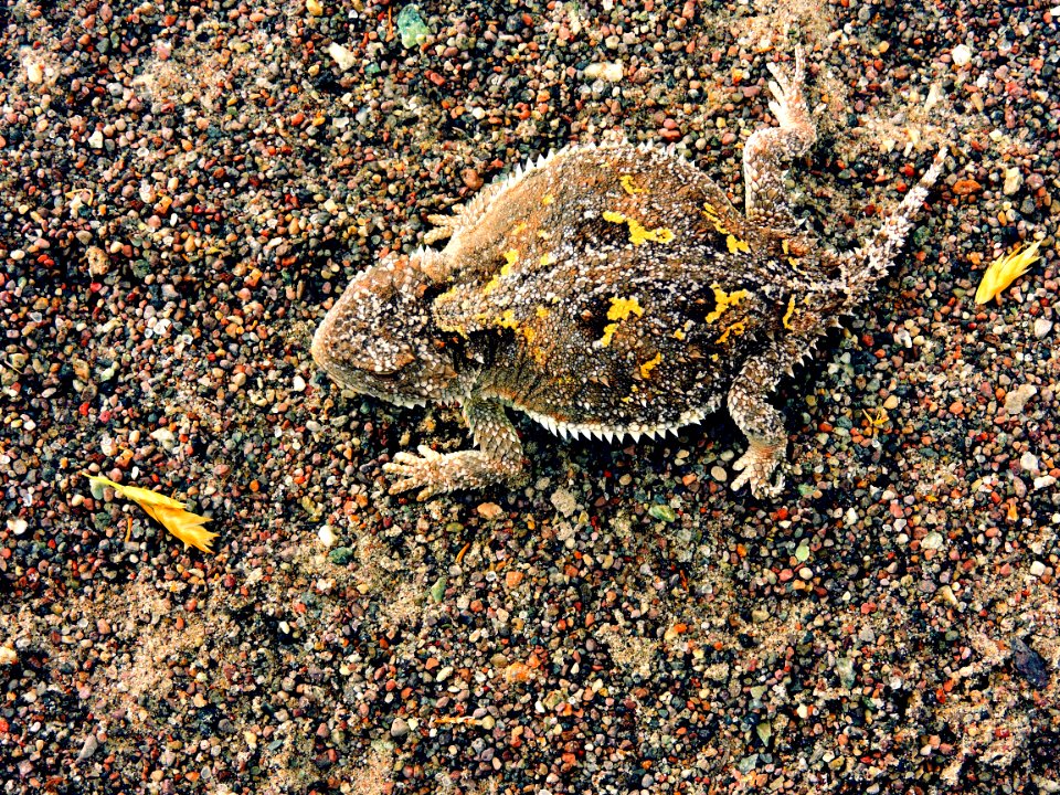 Short-Horned Lizard on Sand (33813497668)