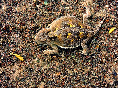 Short-Horned Lizard on Sand (33813497668)