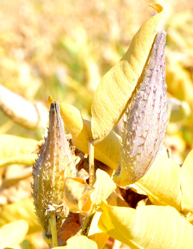 Showy milkweed at Seedskadee National Wildlife Refuge (51483112227)