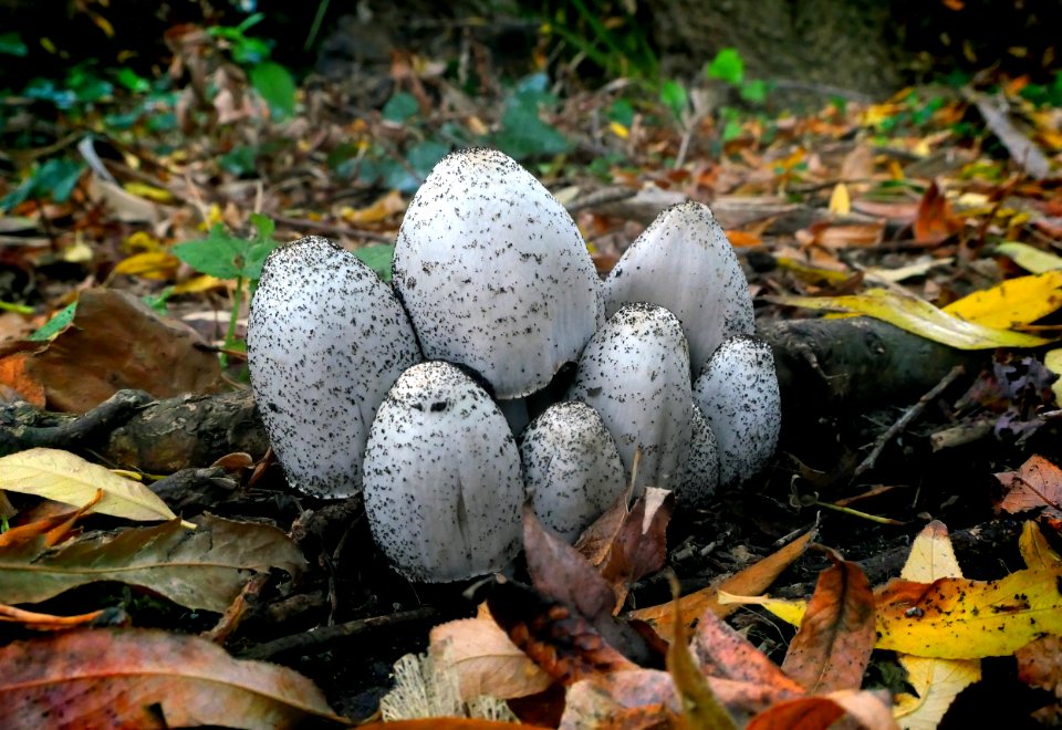 Shaggy Ink Caps. (51172451192)