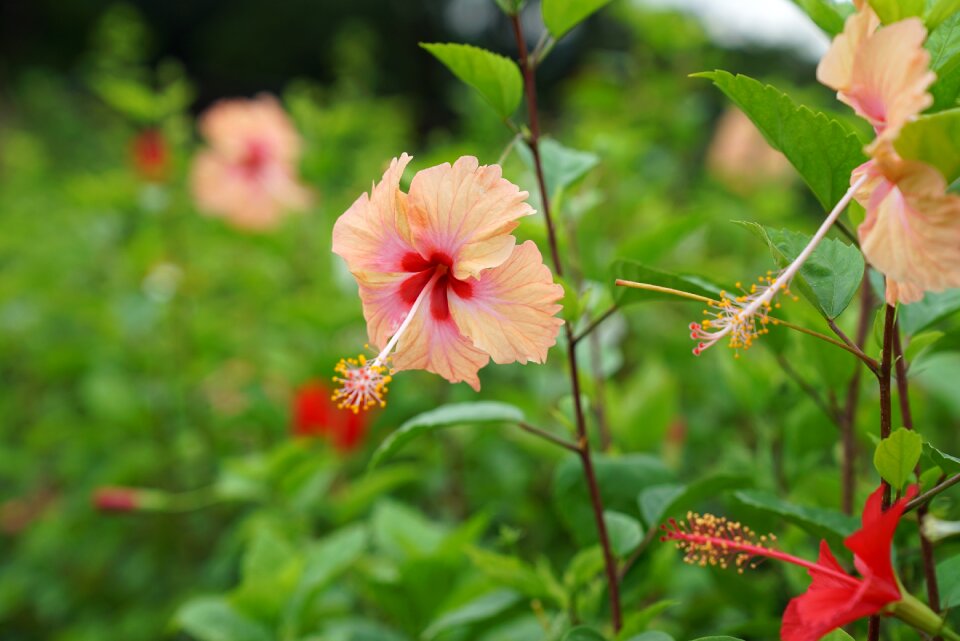 Floral exotic malaysia