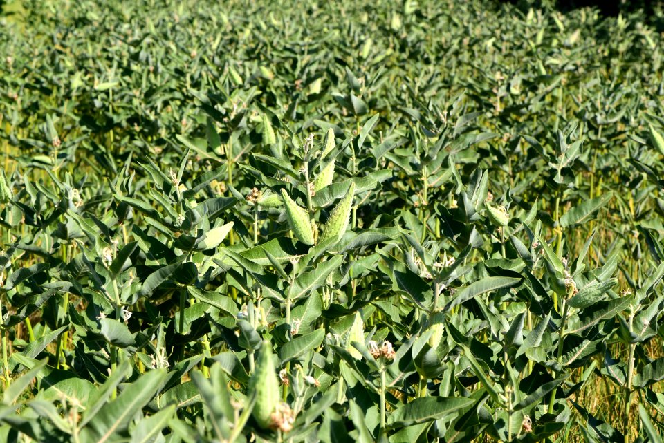 Showy milkweed at Seedskadee National Wildlife Refuge (51483999296)
