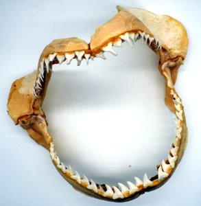Shark Jaws (50669120731)