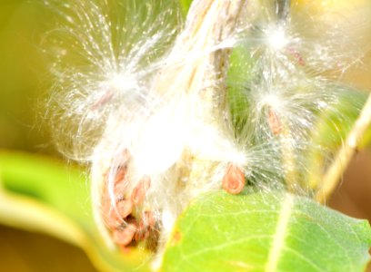 Showy milkweed at Seedskadee National Wildlife Refuge (51484605059)