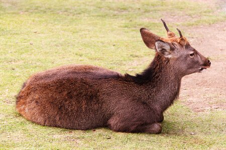 Animal nature grass