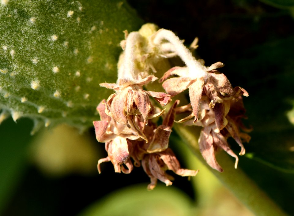 Showy milkweed at Seedskadee National Wildlife Refuge (51484085838)