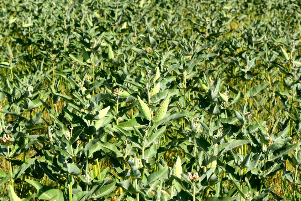 Showy milkweed at Seedskadee National Wildlife Refuge (51483153547)
