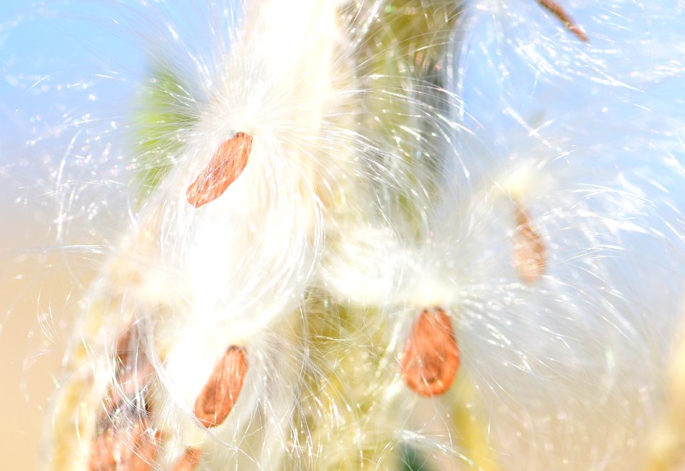 Showy milkweed at Seedskadee National Wildlife Refuge (51484611084)