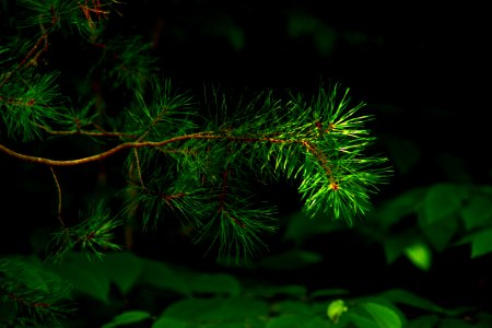 Sidelight Pine Needles ( Explored 7-31-2020 ) - Flickr - mrksteele04