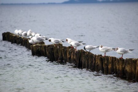 Water seagull animal