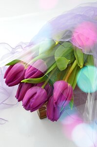 Nature floral petal