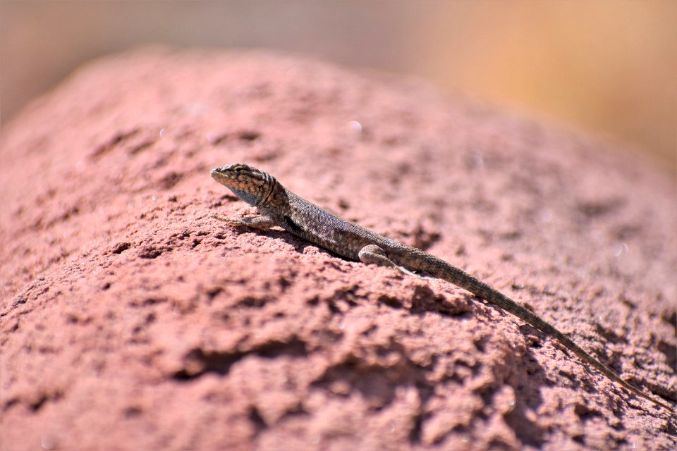Side-Blotched Lizard Basking (35637629836)