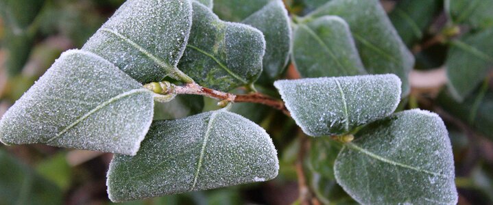Cold plant season photo