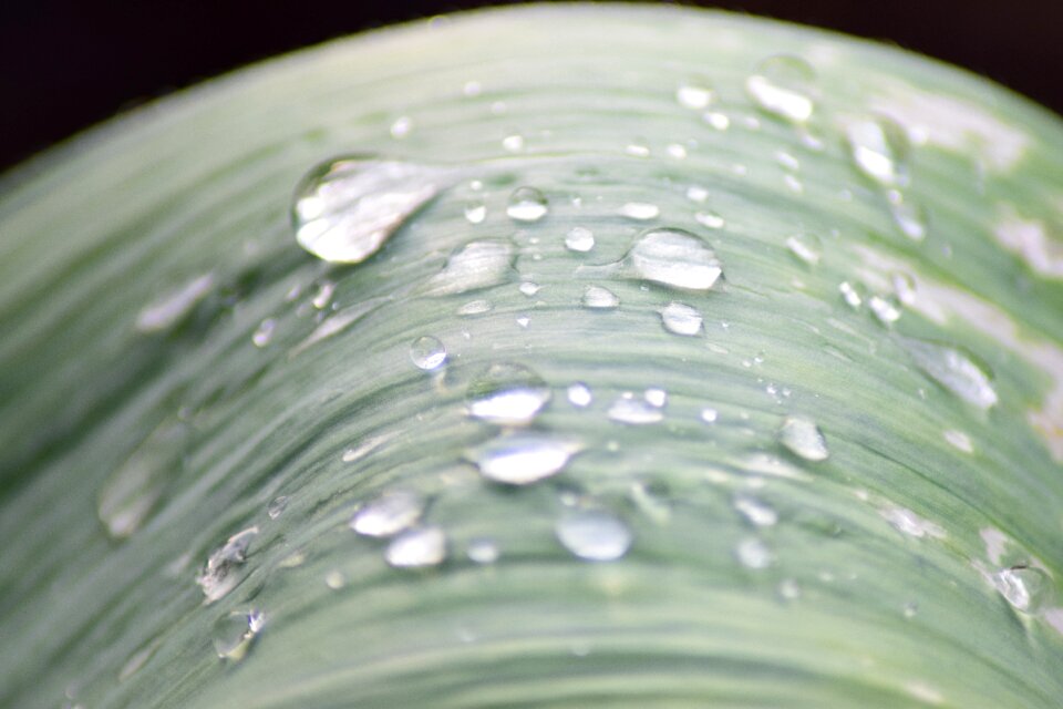 Wet drip plant