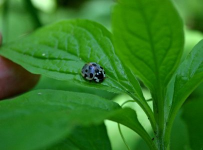 Snow leopard lady bug (710893174)