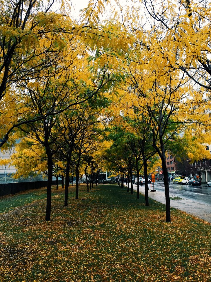 Trees grass sidewalk