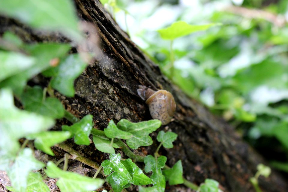 Snail 6250 (26509729373)