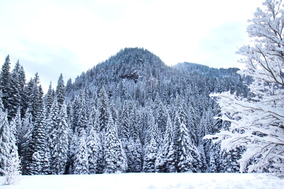 Snowy trees and field, Cascade mountains, Oregon - Flickr - Bonnie Moreland (free images)