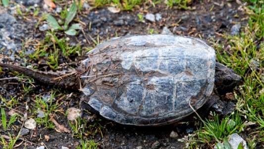 Snapping Turtle (33818728862)