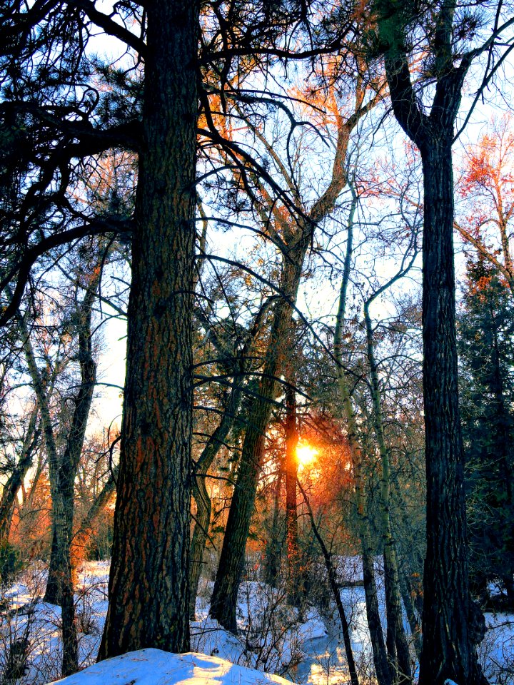 Snowy Forest, Great Sand Dunes National Preserve (46274550904)