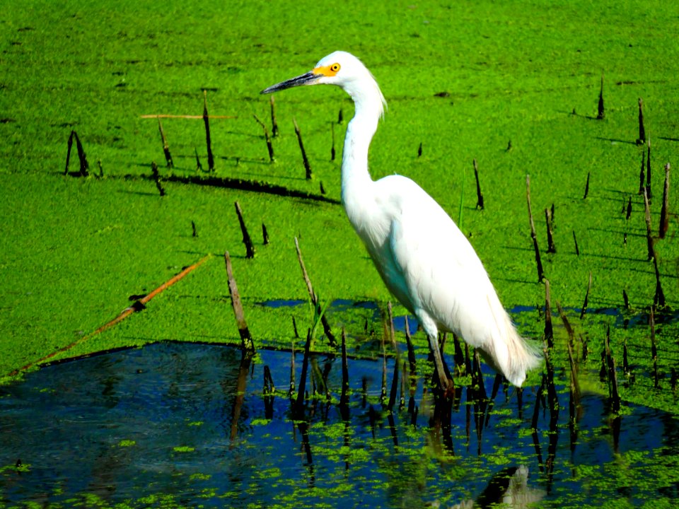 Snowy Egret in Wetland (37069632411)