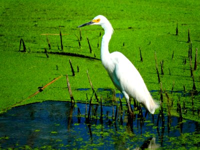 Snowy Egret in Wetland (37069632411)