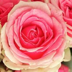 Schnittblume single flower pink rose photo