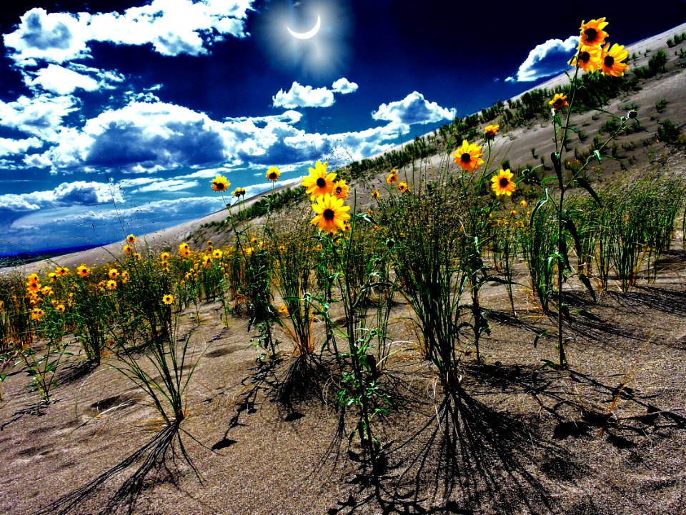 Solar Eclipse over Dunes and Prairie Sunflowers (35918990093)