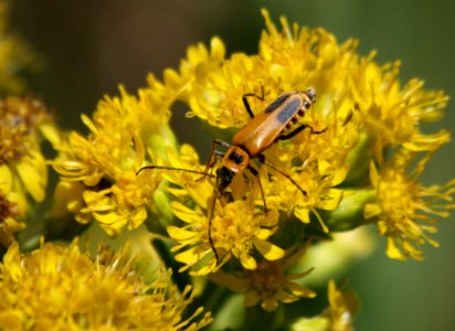 Soldier beetle (1281797688)