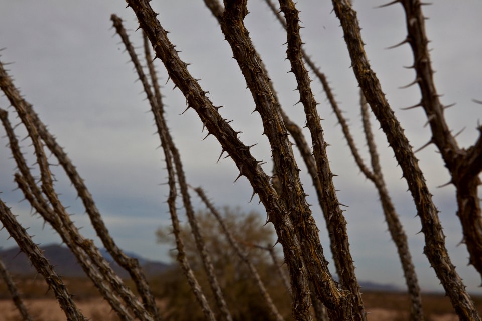 Sonoran Desert National Monument (26093977844)