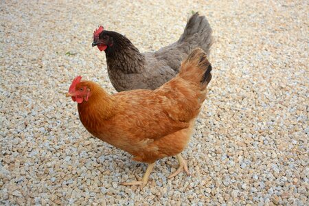 Nature farm eggs photo