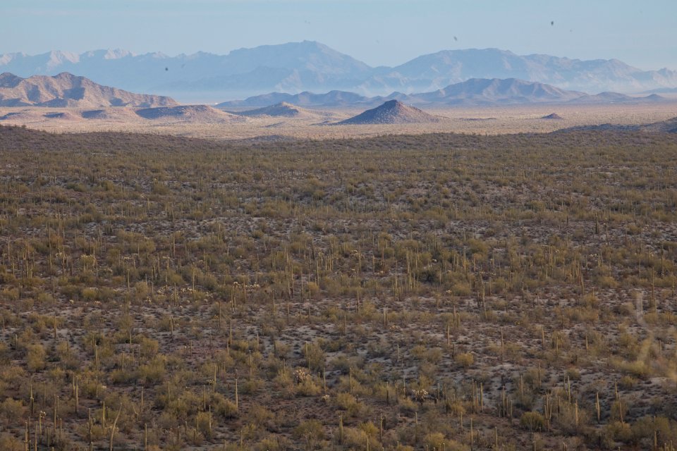 Sonoran Desert National Monument (26095759323)