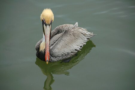 Beak nature pelican photo