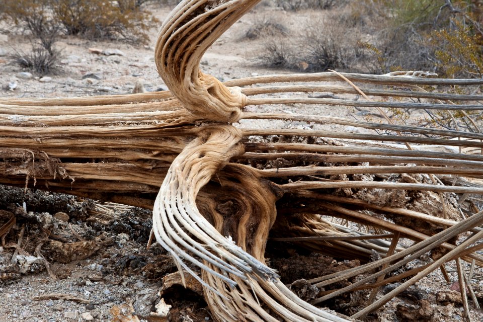 Sonoran Desert National Monument (26095688413)