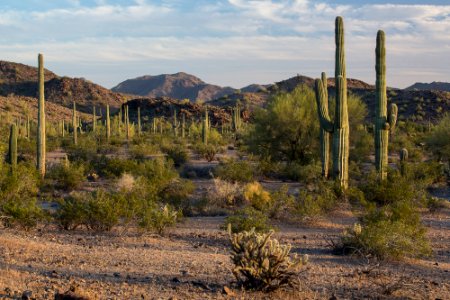 Sonoran Desert National Monument (26426923160)