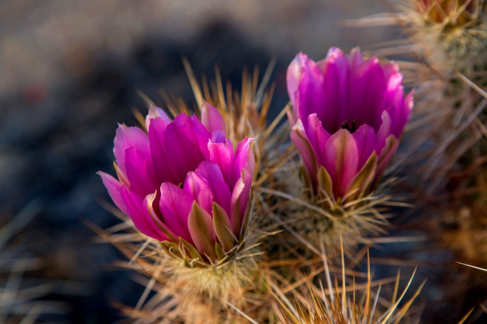 Sonoran Desert National Monument (26247895644)
