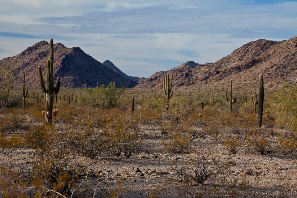 Sonoran Desert National Monument (26426910650)