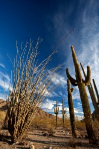 Sonoran Desert National Monument (26673117116)