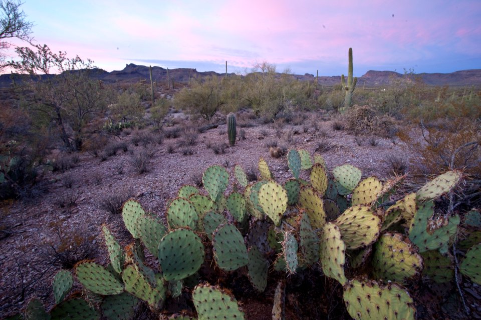 Sonoran Desert National Monument (26426980620)