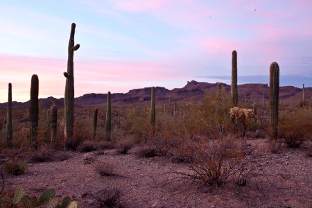 Sonoran Desert National Monument (26673140036)