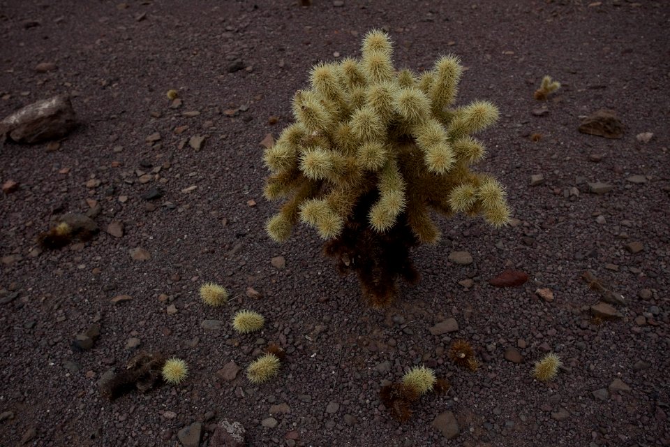 Sonoran Desert National Monument (26633806441)