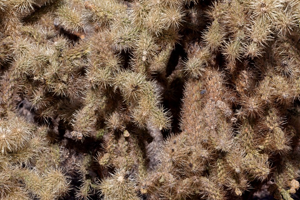 Sonoran Desert National Monument (26427061780)