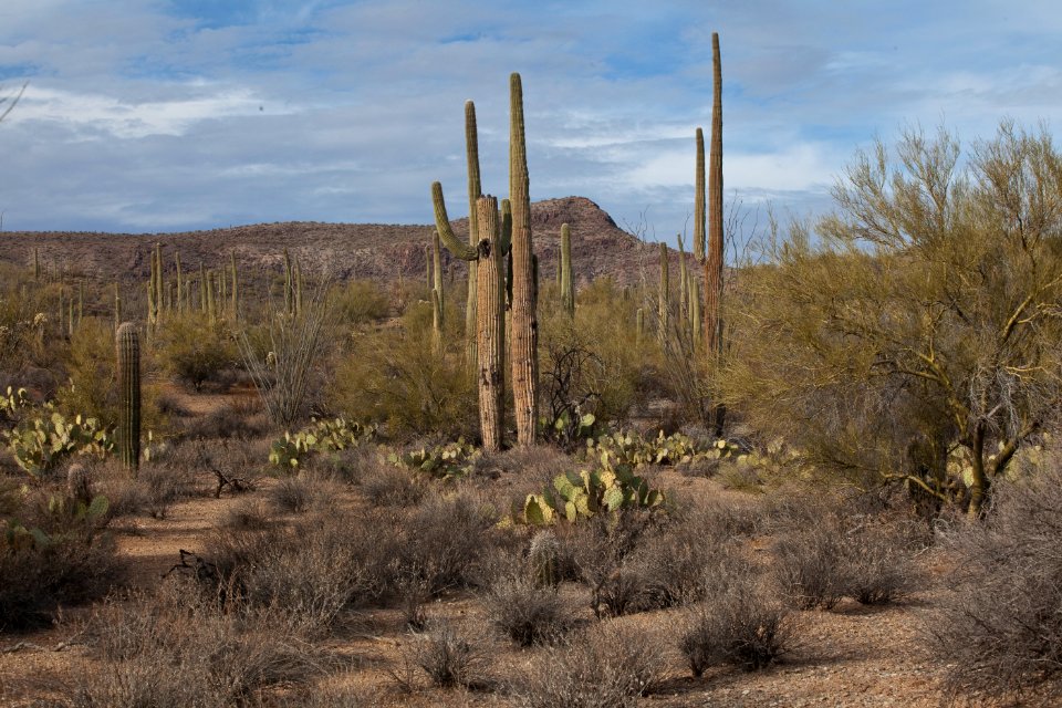 Sonoran Desert National Monument (26606944432)