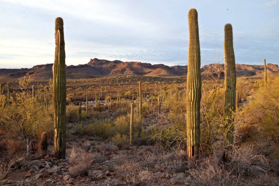 Sonoran Desert National Monument (26699819685)