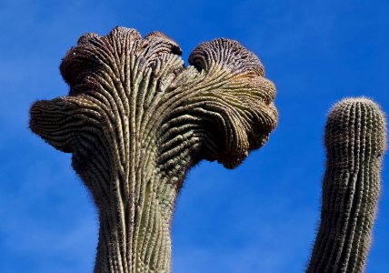 Sonoran Desert National Monument (26606962822)