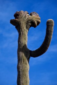 Sonoran Desert National Monument (26633779661)