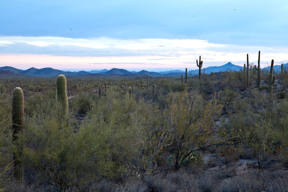 Sonoran Desert National Monument (26699811015)