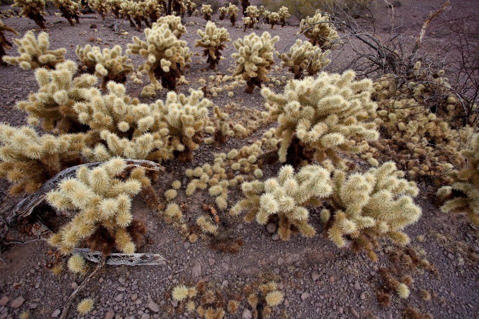 Sonoran Desert National Monument (26633810281)